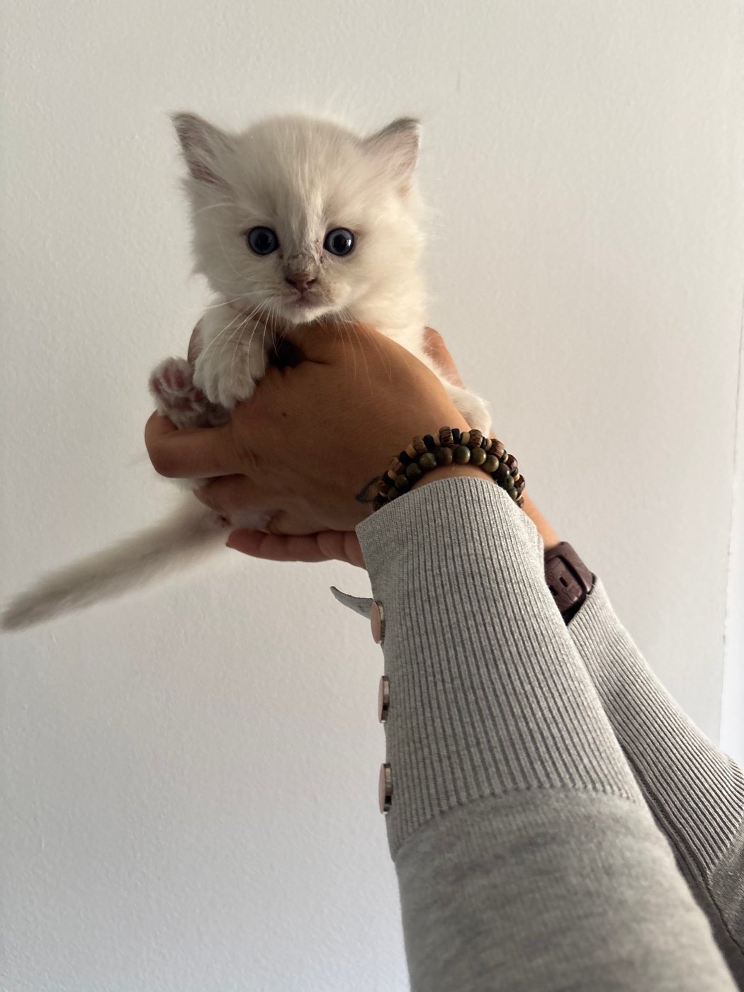Chaton Ragdoll ou Chérubin tenu dans la main