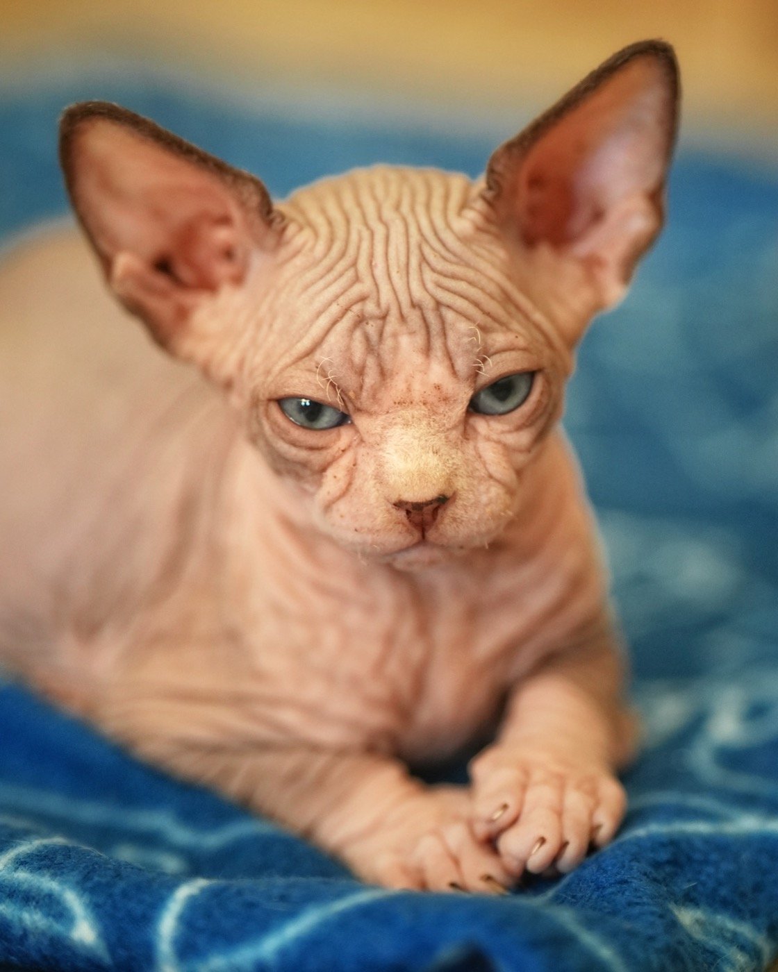 Chaton Sphynx tenu dans la main