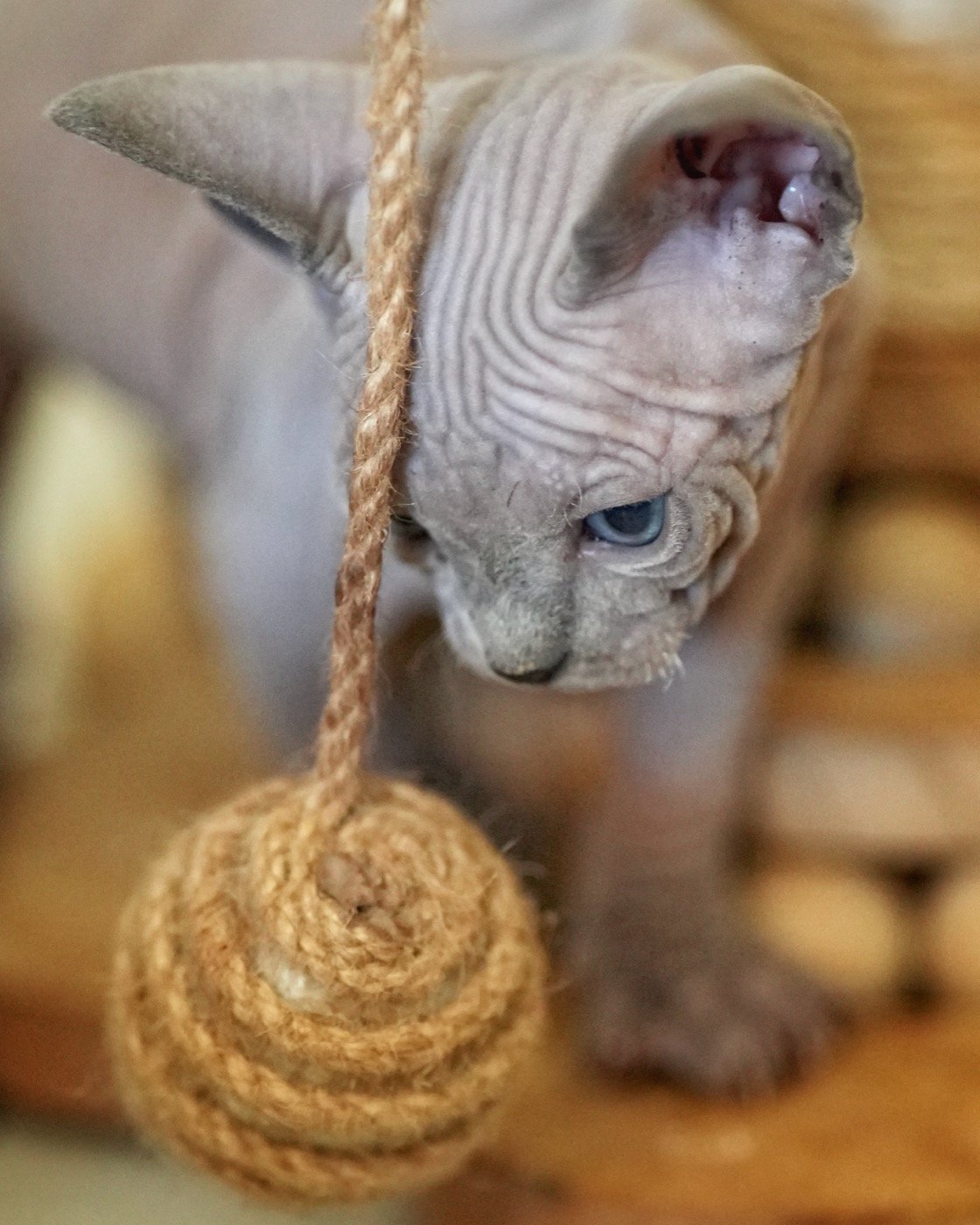 Chaton Sphynx aux yeux bleus
