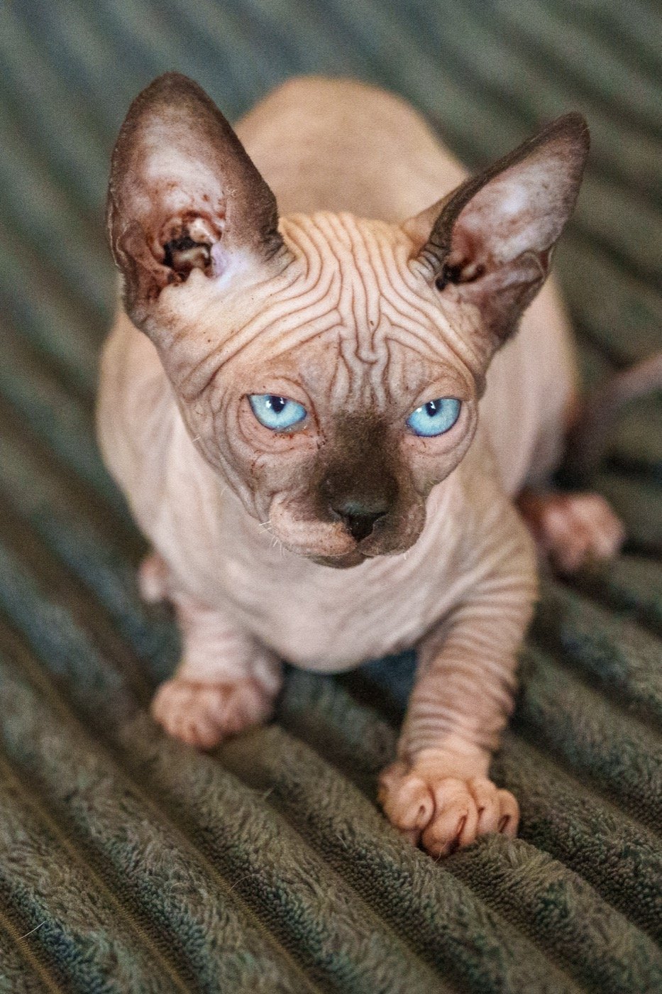 Chaton Sphynx aux yeux clairs