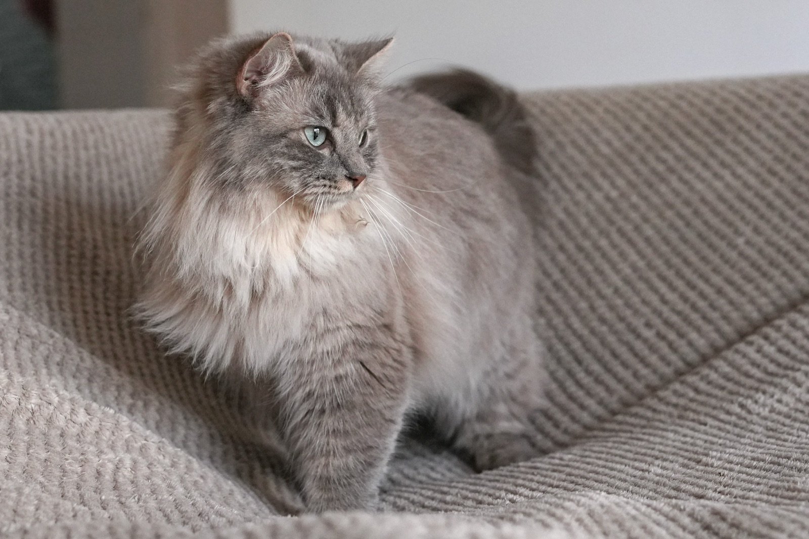 Yuka, chatte Chérubin, portrait