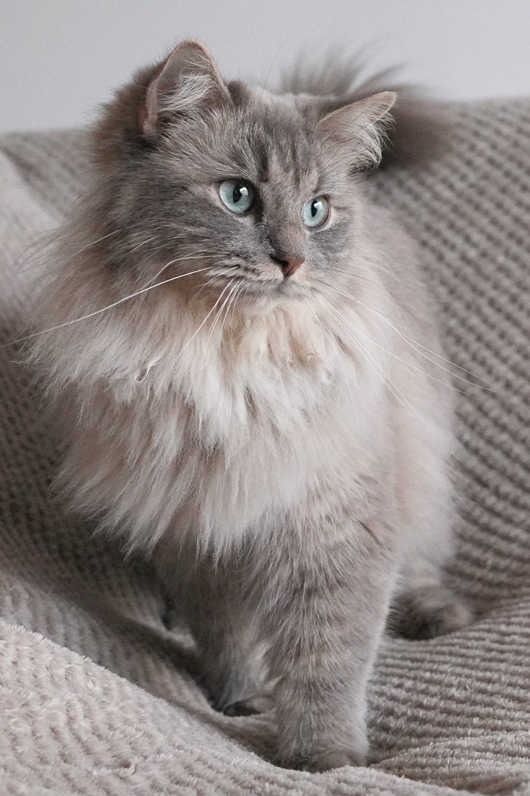 Yuka, chatte Chérubin, portrait