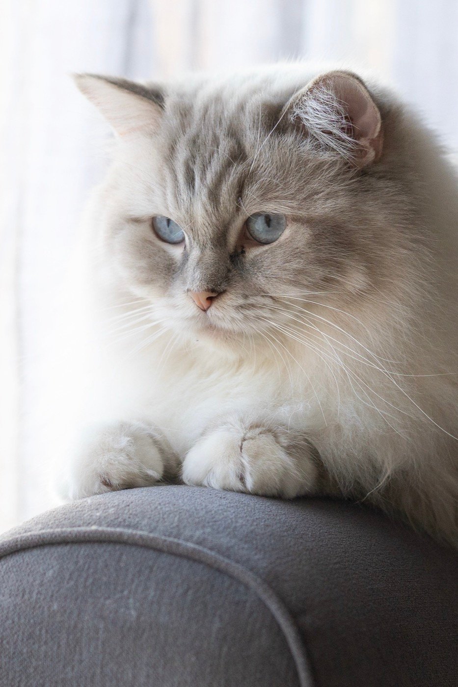 Chat Ragdoll au pelage clair et aux yeux bleus