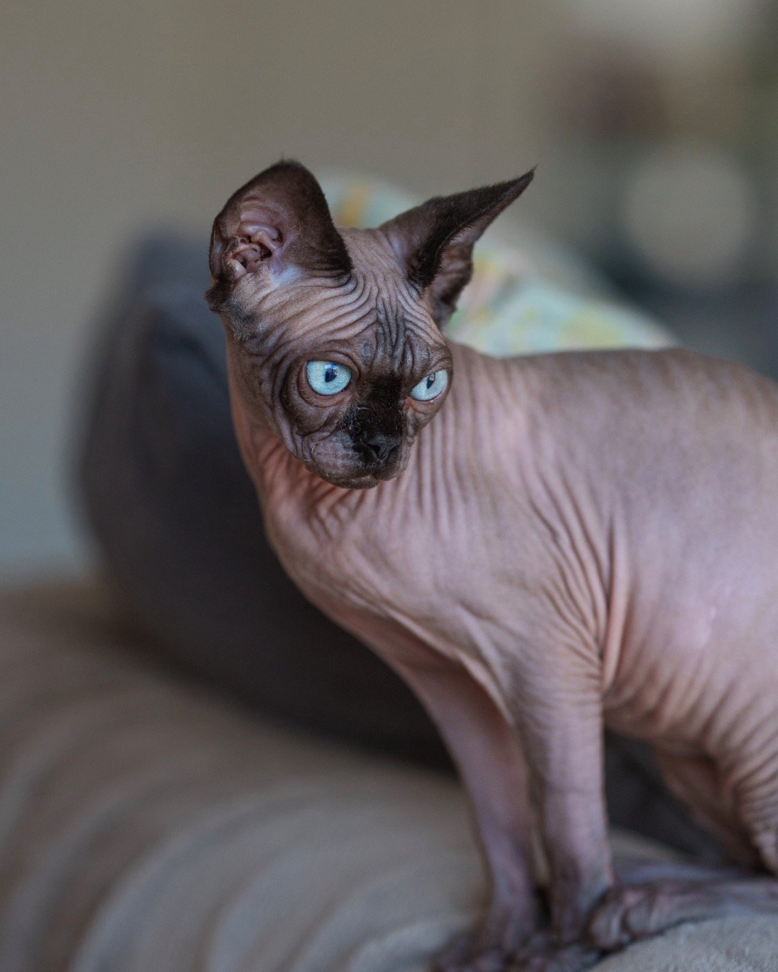 Lexy, chatte Sphynx de la chatterie