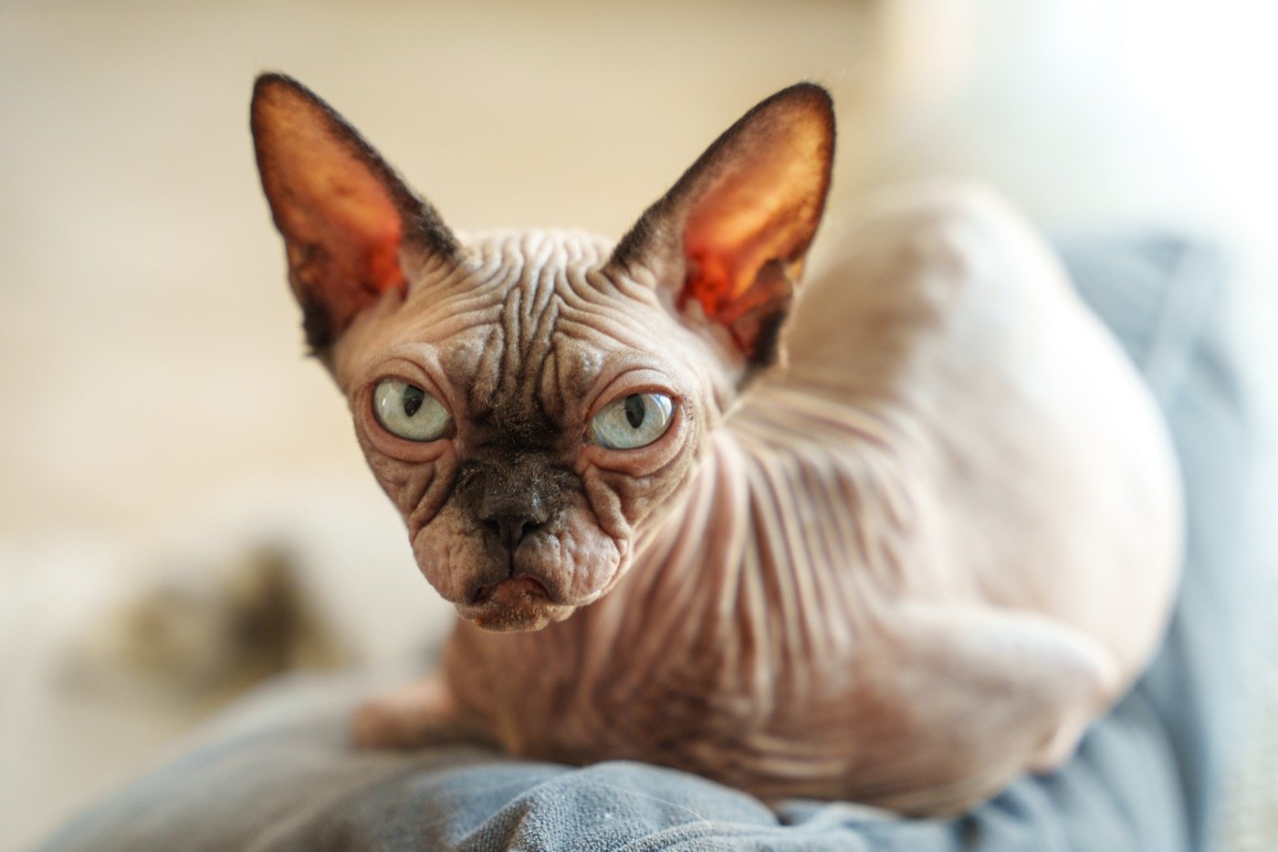 Lexy, chatte Sphynx de la chatterie des Drôles de Dames